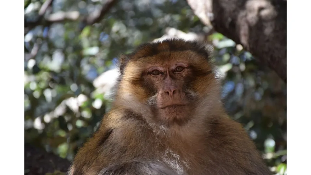 صورة قريبة لوجه قرد المكاك البربري (Barbary macaque) في بيئته الطبيعية بغابات إفران المغرب، يظهر بتفاصيل واضحة لملامحه وفروه البني وسط الأشجار.